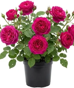 Deep Purple Floribunda Rose Bush Live Plant – Fragrant Outdoor Garden Flower 4-7 Inch Tall - Image 1