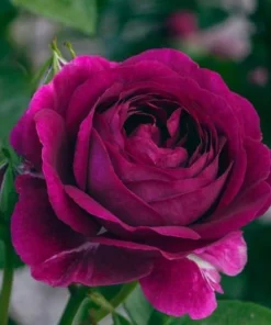 Deep Purple Rose Plant Live for Planting - Fragrant Floribunda Bush 4-6 Inch Tall Outdoor Garden - Image 2