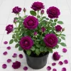 Deep Purple Rose Plant Live for Planting - Fragrant Floribunda Bush 4-6 Inch Tall Outdoor Garden - Image 1