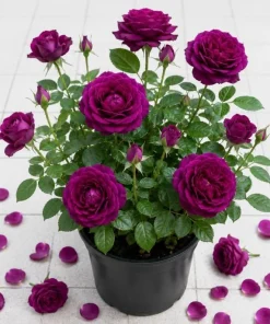 Deep Purple Rose Plant Live for Planting - Fragrant Floribunda Bush 4-6 Inch Tall Outdoor Garden - Image 1