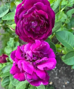 Deep Purple Rose Plant Live for Planting - Fragrant Floribunda Bush 4-6 Inch Tall Outdoor Garden - Image 3