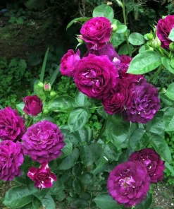 Deep Purple Rose Plant Live for Planting - Fragrant Floribunda Bush 4-6 Inch Tall Outdoor Garden - Image 4