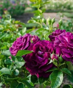 Deep Purple Rose Plant Live for Planting - Fragrant Floribunda Bush 4-6 Inch Tall Outdoor Garden - Image 5