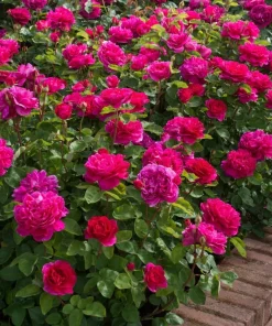 Deep Red Pink Rose Live Plant – Fragrant Flowering Bush – 4-6 Inch Tall - Image 2