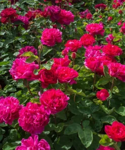 Deep Red Pink Rose Live Plant – Fragrant Flowering Bush – 4-6 Inch Tall - Image 3