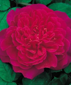 Deep Red Pink Rose Live Plant – Fragrant Flowering Bush – 4-6 Inch Tall - Image 4