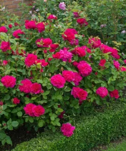 Deep Red Pink Rose Live Plant – Fragrant Flowering Bush – 4-6 Inch Tall - Image 6