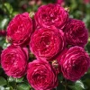 Deep Red Pink Rose Live Plant – Fragrant Flowering Bush – 4-6 Inch Tall - Image 1