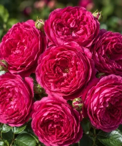 Deep Red Pink Rose Live Plant – Fragrant Flowering Bush – 4-6 Inch Tall - Image 1