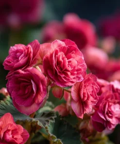 Deep Rose Begonia Seeds - 25 Nonstop Tuberous Begonia Seeds, Full Double Blooms, Shade - Image 2