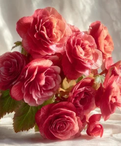 Deep Rose Begonia Seeds - 25 Nonstop Tuberous Begonia Seeds, Full Double Blooms, Shade - Image 3