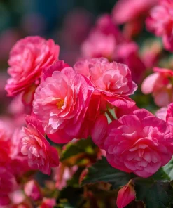 Deep Rose Begonia Seeds - 25 Nonstop Tuberous Begonia Seeds, Full Double Blooms, Shade - Image 4