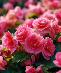 Deep Rose Begonia Seeds - 25 Nonstop Tuberous Begonia Seeds, Full Double Blooms, Shade - Image 5
