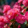 Deep Rose Begonia Seeds - 25 Nonstop Tuberous Begonia Seeds, Full Double Blooms, Shade - Image 1
