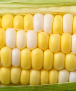 Delectable Bicolor Sweet Corn Seeds - 60 Yellow & White Zea Mays - Image 2