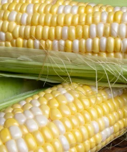 Delectable Bicolor Sweet Corn Seeds - 60 Yellow & White Zea Mays - Image 3