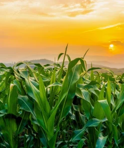Delectable Bicolor Sweet Corn Seeds - 60 Yellow & White Zea Mays - Image 5