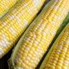 Delectable Bicolor Sweet Corn Seeds - 60 Yellow & White Zea Mays - Image 1