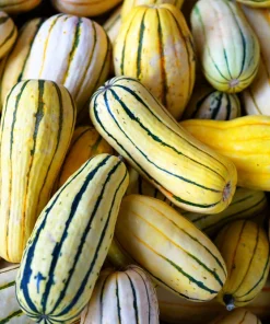Delicata Squash Vegetable Seeds - 50 Sweet Potato Squash Seeds for Planting - Image 5