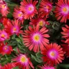 Delosperma Jewel of Desert Garnet Ice Plant Live Succulent Starter Plant in 2.5x3.5" Pot, Hardy Outdoor Ground Cover - Image 1