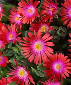 Delosperma Jewel of Desert Garnet Ice Plant Live Succulent Starter Plant in 2.5x3.5" Pot, Hardy Outdoor Ground Cover - Image 1