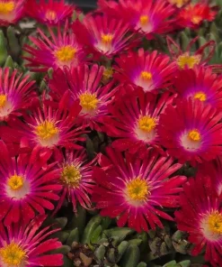 Delosperma Jewel of Desert Garnet Ice Plant Live Succulent Starter Plant in 2.5x3.5" Pot, Hardy Outdoor Ground Cover - Image 2