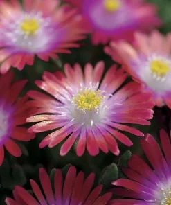 Delosperma Jewel of Desert Garnet Ice Plant Live Succulent Starter Plant in 2.5x3.5