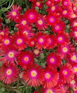 Delosperma Jewel of Desert Garnet Ice Plant Live Succulent Starter Plant in 2.5x3.5