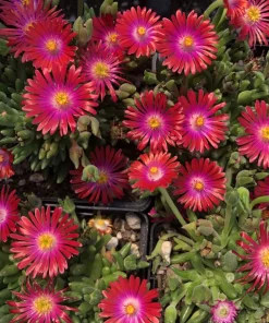 Delosperma Jewel of Desert Garnet Ice Plant Live Succulent Starter Plant in 2.5x3.5