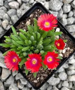 Delosperma Jewel of Desert Garnet Ice Plant Live Succulent Starter Plant in 2.5x3.5
