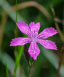 Deptford Pink Seeds - Dianthus armeria Wildflower Seeds - 100 Seeds - Image 2