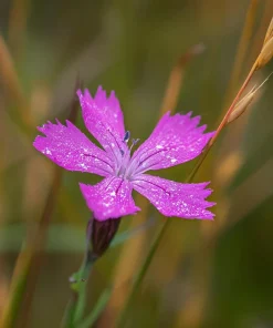 Deptford Pink Seeds - Dianthus armeria Wildflower Seeds - 100 Seeds - Image 4