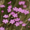Deptford Pink Seeds - Dianthus armeria Wildflower Seeds - 100 Seeds - Image 1