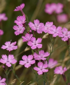 Deptford Pink Seeds - Dianthus armeria Wildflower Seeds - 100 Seeds - Image 1