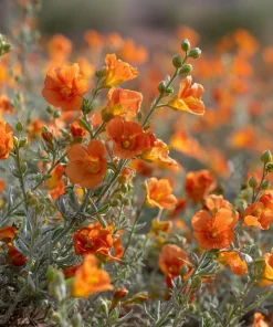 Desert Globemallow Seeds - Sphaeralcea ambigua Wildflower - 100 Seeds for Xeriscaping - Image 3