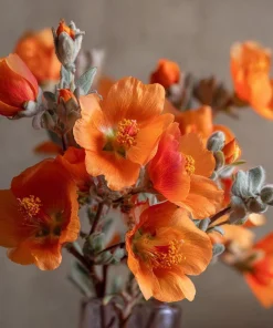Desert Globemallow Seeds - Sphaeralcea ambigua Wildflower - 100 Seeds for Xeriscaping - Image 4