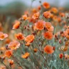 Desert Globemallow Seeds - Sphaeralcea ambigua Wildflower - 100 Seeds for Xeriscaping - Image 1