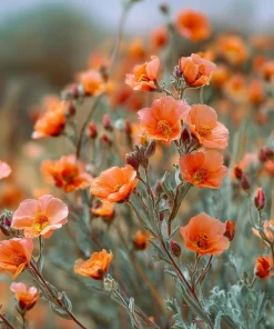 Desert Globemallow Seeds - Sphaeralcea ambigua Wildflower - 100 Seeds for Xeriscaping - Image 1