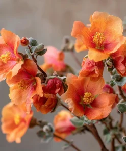 Desert Globemallow Seeds - Sphaeralcea ambigua Wildflower - 100 Seeds for Xeriscaping - Image 5