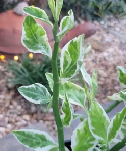 Devils Backbone Live Plant in Pot - Pedilanthus Tithymaloides Houseplant - Image 2