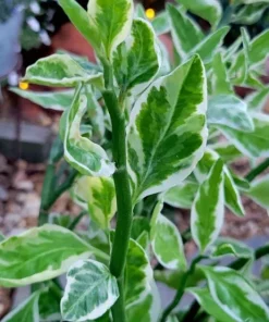 Devils Backbone Live Plant in Pot - Pedilanthus Tithymaloides Houseplant - Image 3