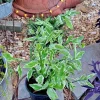 Devils Backbone Live Plant in Pot - Pedilanthus Tithymaloides Houseplant - Image 1