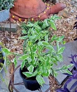 Devils Backbone Live Plant in Pot - Pedilanthus Tithymaloides Houseplant - Image 1