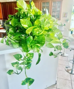 Devil's Eye Pothos Live Plant Cuttings - Large Rooted Starter Houseplant - Image 2