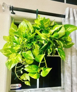 Devil's Eye Pothos Live Plant Cuttings - Large Rooted Starter Houseplant - Image 3