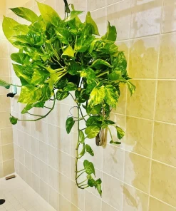 Devil's Eye Pothos Live Plant Cuttings - Large Rooted Starter Houseplant - Image 4