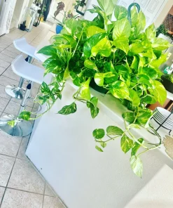 Devil's Eye Pothos Live Plant Cuttings - Large Rooted Starter Houseplant - Image 1