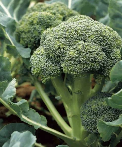 Di Cicco Broccoli Seeds – Heirloom Italian Variety – 200 Seeds – Easy-to-Grow - Image 2