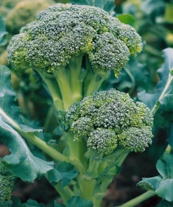 Di Cicco Broccoli Seeds – Heirloom Italian Variety – 200 Seeds – Easy-to-Grow - Image 3