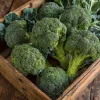 Di Cicco Broccoli Seeds – Heirloom Italian Variety – 200 Seeds – Easy-to-Grow - Image 1